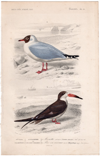 Black-headed Gull, Indian Skimmer